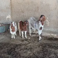 بز بزغاله درشت دوقلو