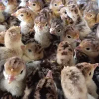 جوجه بوقلمون برنز