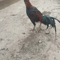 خروس لاری و مرغ لاری|حیوانات مزرعه|ورامین, خیر آباد|دیوار