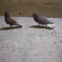 دم سفیدشیش دنگ