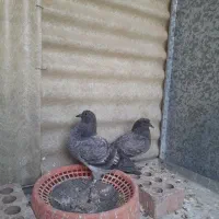جوجه کبوتر پرشی|پرنده|ری, شهرری|دیوار