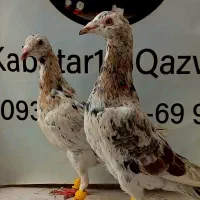 هفرنگ ‌و رنگی