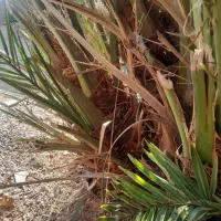 شادگان روستای دریسیه|گل و گیاه طبیعی|شادگان, |دیوار