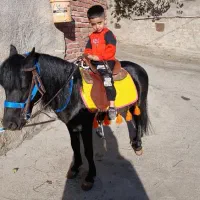 اسب پونی ۶ ساله ارام و زیبا و خاص مشکی درجه یک|اسب و تجهیزات اسبسواری|پیرانشهر, |دیوار