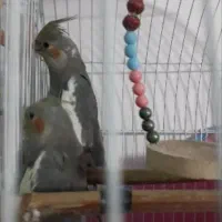 عروس هلندی ماده|پرنده|رشت, حمیدیان|دیوار