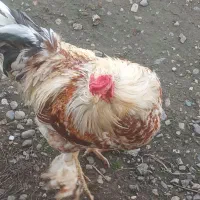 خروس برهما|حیوانات مزرعه|سنگر, |دیوار