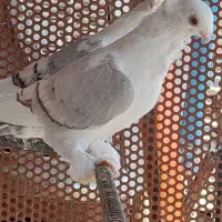 بلژیکی،پروانه ای|پرنده|شبستر, |دیوار