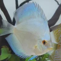 دیسکاس یا دیسکس سالم