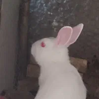 خرگوش بازیگوش وباهوش|موش و خرگوش|بیرجند, |دیوار