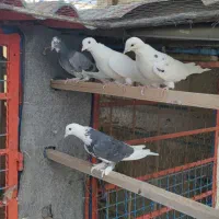 کبوتر|پرنده|تهران, مشیریه|دیوار