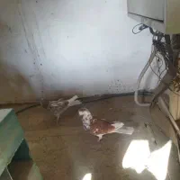 کبوتر غریبگیری|پرنده|کرج, کوی امامیه|دیوار