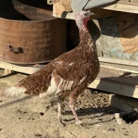 بوقلمون‌ ماده محلی