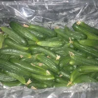 خیار محلی درجه یک جویبار