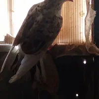 شازده سرور نر چشم تا به تا پرشی