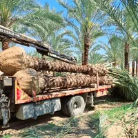 جهاد کشاورزی توی بحران آب سمنان فقط پالم بکار|خدمات باغبانی و درختکاری|سمنان, |دیوار