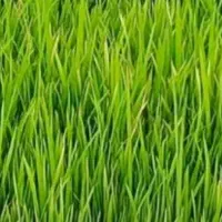فروش ۷ پوت چلتوک پا کوتاه شمیم