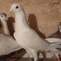 کفتر سفید آلمانی|پرنده|گلبهار, شهر جدید گلبهار|دیوار