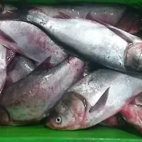ماهی کپور و غزل جنوبی|ماهی|تهران, نارمک|دیوار