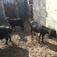 بزدورگ پاکستانی ودورگ مورسیا