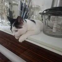بچه گربه|گربه|اسفراین, |دیوار