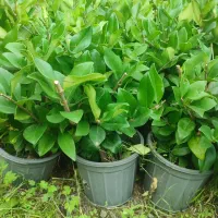 فروش یاس|گل و گیاه طبیعی|چابکسر, |دیوار