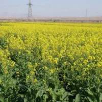 فروش زمین
