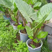 گل با با ادم در حد نو|گل و گیاه طبیعی|رحیم‌آباد, |دیوار