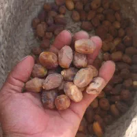 فروش خرمای ابادان|خوردنی و آشامیدنی|کرج, چمران|دیوار