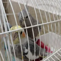 عروس هلندی و مرغ عشق|پرنده|پارس‌آباد, |دیوار