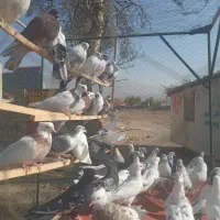 کبوتر فروشی در کردان|پرنده|کوهسار (البرز), |دیوار