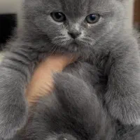 بچه گربه اسکاتیش فولد