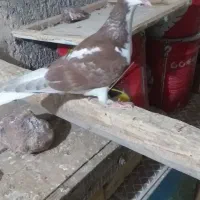 سیاپوش|پرنده|قزوین, |دیوار