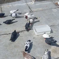 ۲۶ عدد کفتر بهبونی پرشی