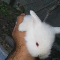 خرگوش  لپ|موش و خرگوش|جم, |دیوار