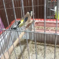 سهره|پرنده|ایذه, |دیوار