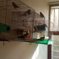 یه جفت مرغ عشق مولد ۵ تا جوجه