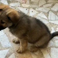 سگ ژرمن|سگ|رشت, بیجارپس|دیوار