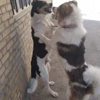 سگ خراسانی آدمی