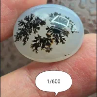 شجر قاین طبیعی و زیبا
