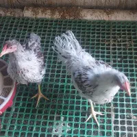 خروس ویاندوت سیلور
