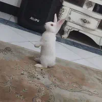 خرگوش ناز بازیگوش