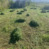 یونجه 150عدد|خدمات باغبانی و درختکاری|خوی, |دیوار