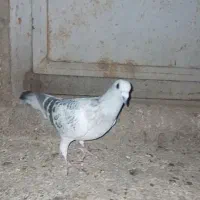 کفتری|پرنده|بیرجند, |دیوار