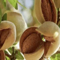 هشدار/ قبل از خواب زمستانی درختت رو تقویت کن