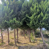 مهاجرت ازتهران به خوی