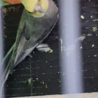 عروس هلندی سینامون نر