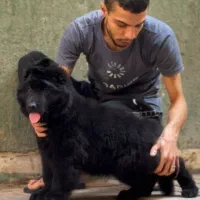 توله ژرمن وارداتی شپرد ۳ ماهه|سگ|رشت, آتشگاه|دیوار