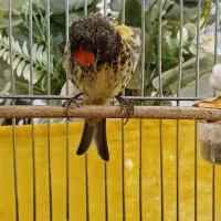 یک عدد گلبسر عطیقه مست به خوان شلاقی|پرنده|شیروان (خراسان), |دیوار