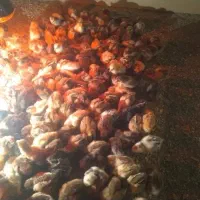 جوجه جهادی یک روزه|حیوانات مزرعه|تربتحیدریه, میدان مرکزی|دیوار