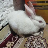 خرگوش سفید و زیبا نر